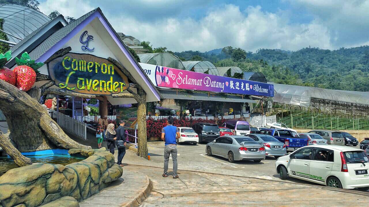 Cameron Highlands Tour from Kuala Lumpur - image 11