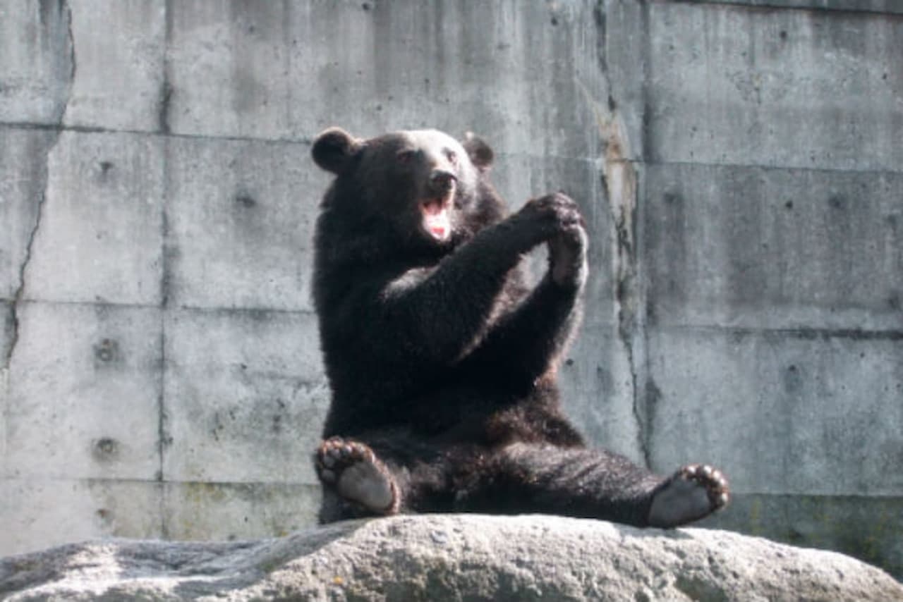 Gifu Okuhida Bears Park Ticket - image 9