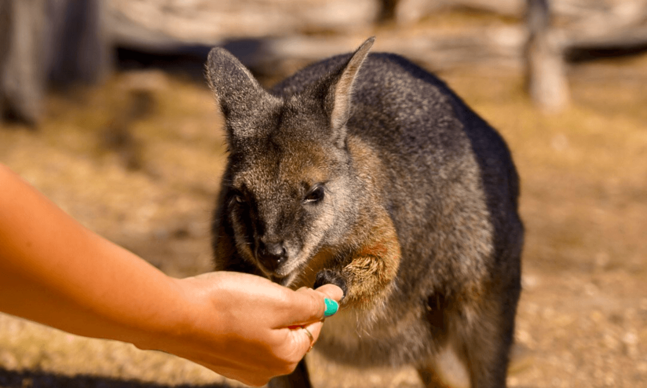 Phillip Island with Penguin Parade Eco Tour - imagen 37