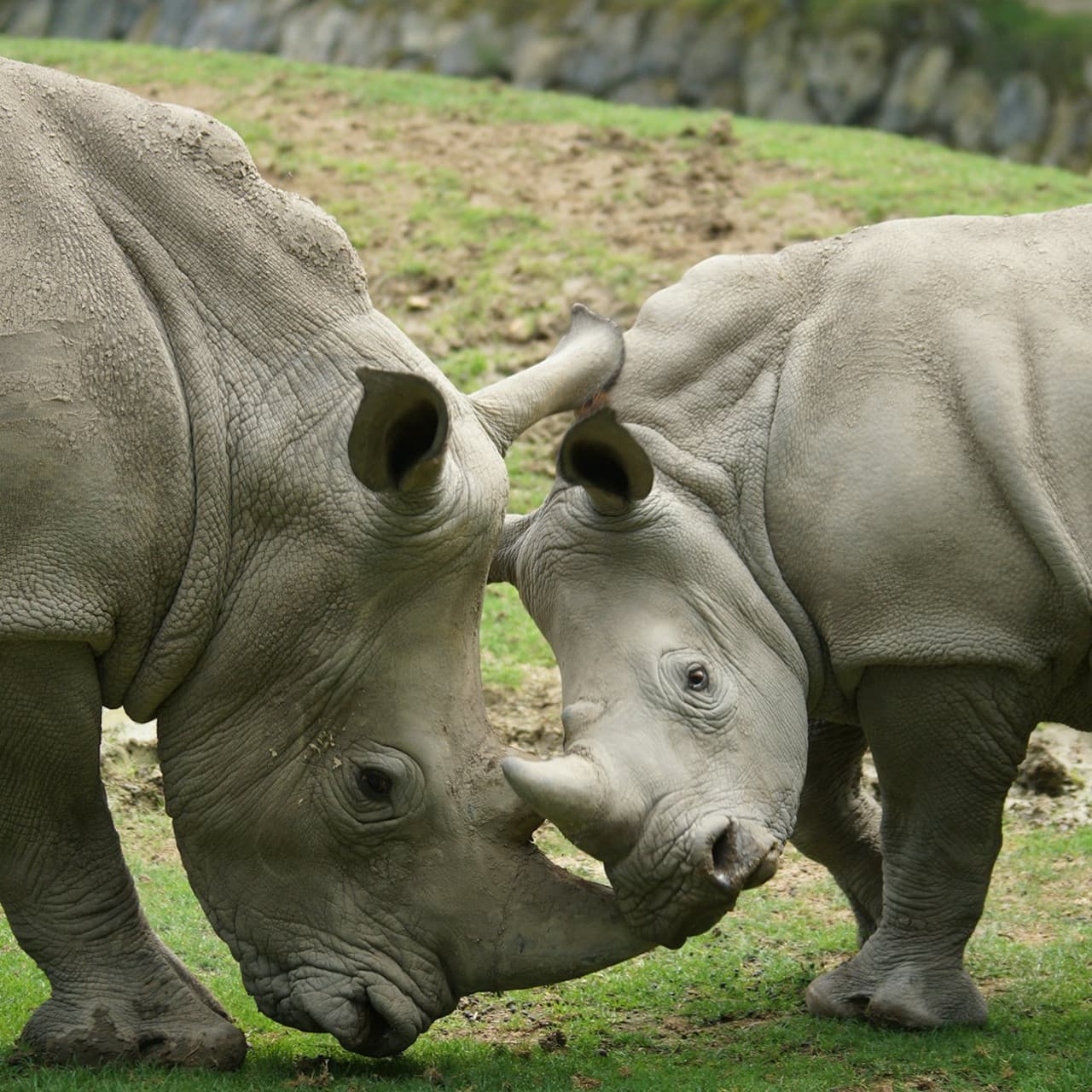 ZooParc de Beauval Ticket - image 14