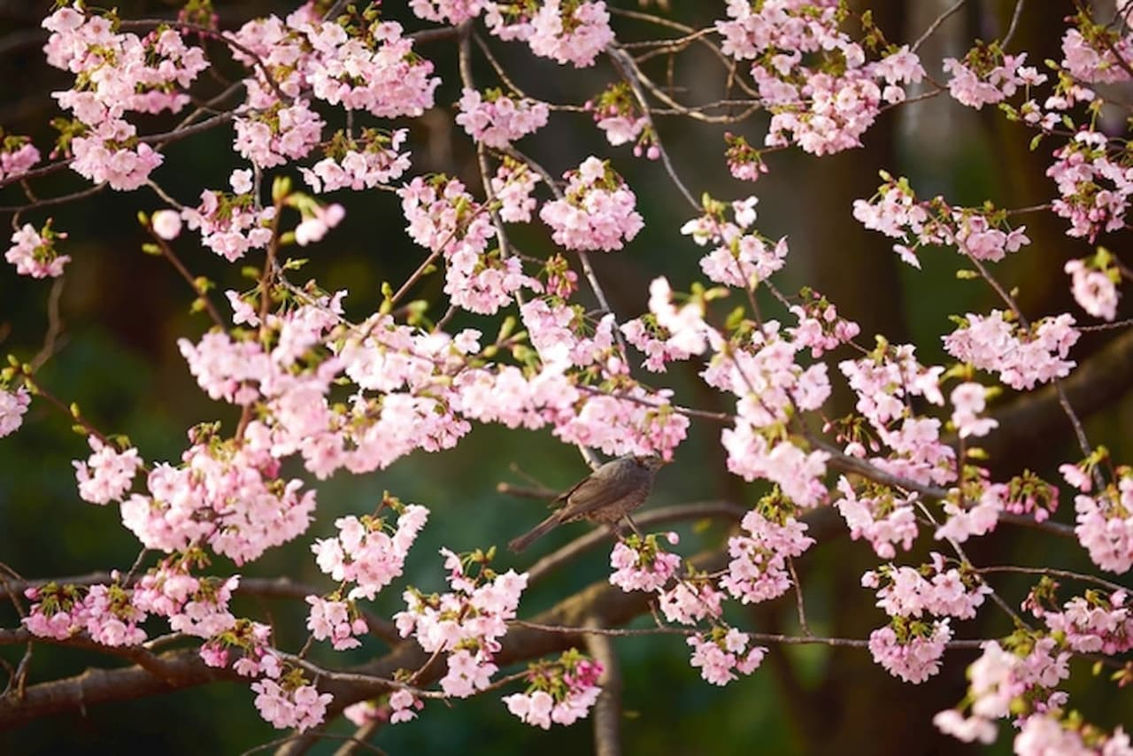 Shinjuku Gyoen National Garden Ticket - image 3