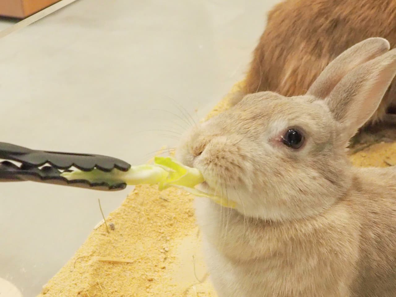 Moff Animal Cafe Lalaport Fukuoka Ticket - image 5