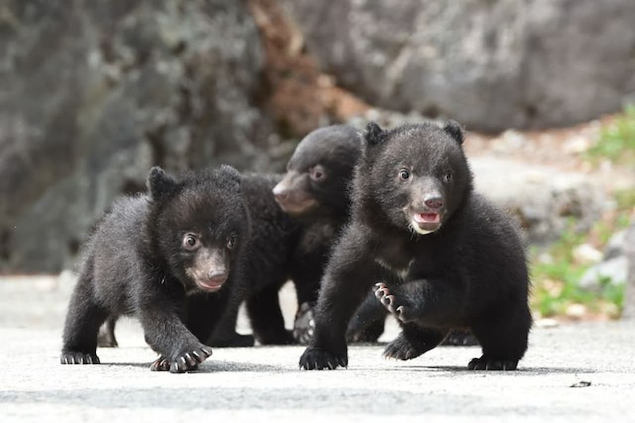 Gifu Okuhida Bears Park Ticket - main image