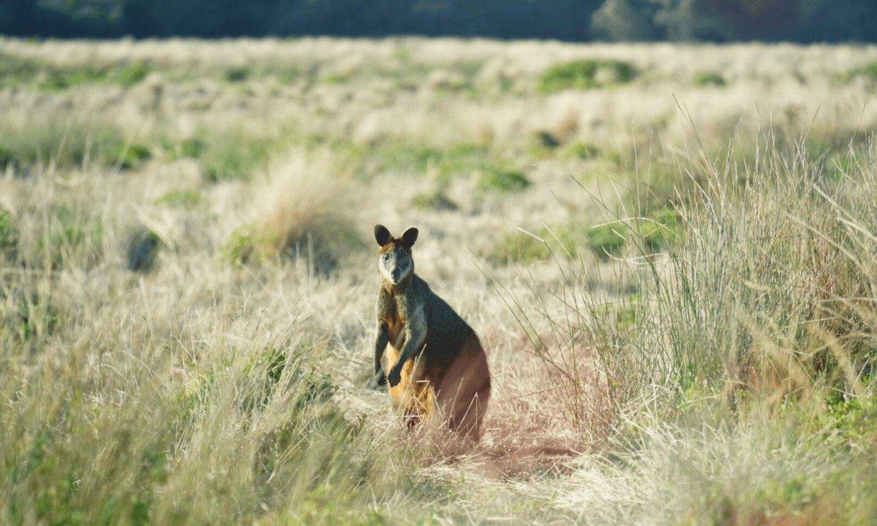 Penguins Express Tour from Melbourne - image 4