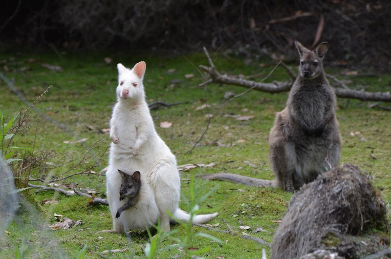 Bruny Island Full-Day Tour from Hobart - imagen 3