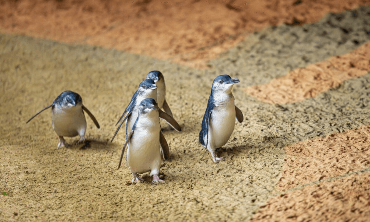 Phillip Island with Penguin Parade Eco Tour - imagen 29