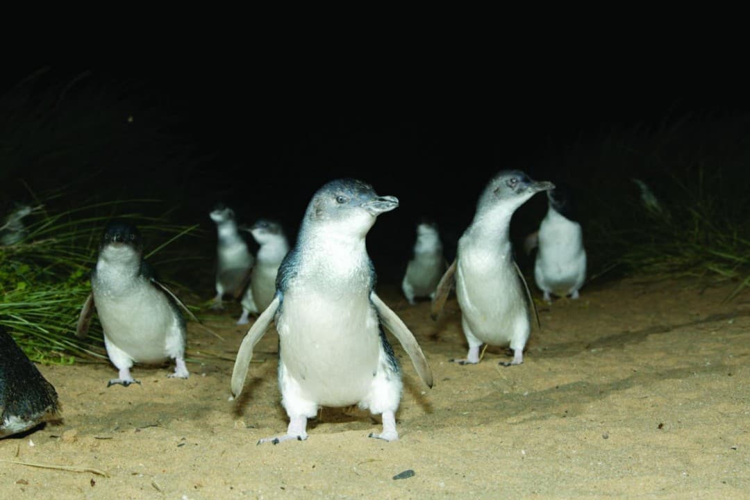 Phillip Island with Penguin Parade Eco Tour - imagen 8