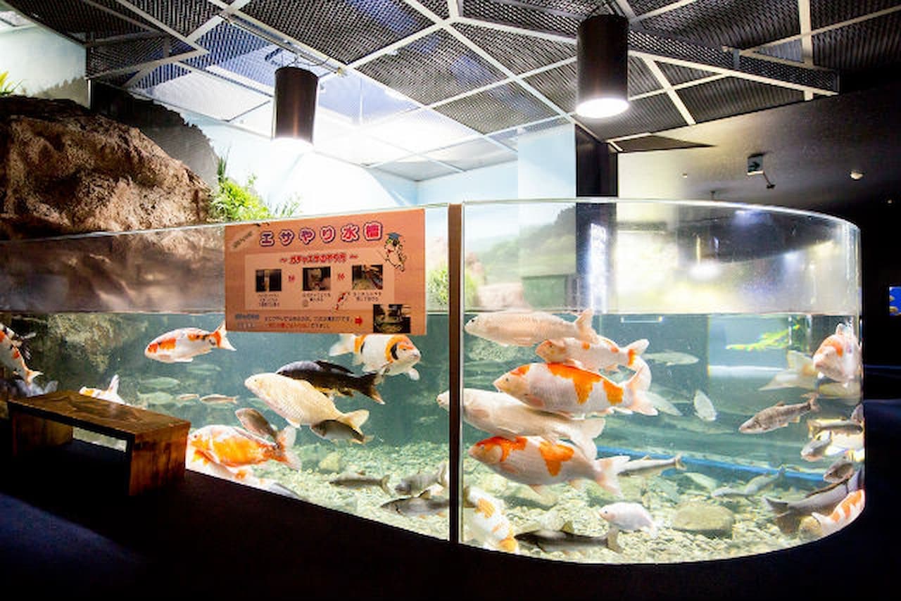Salmon Hometown Chitose Aquarium Ticket - image 6