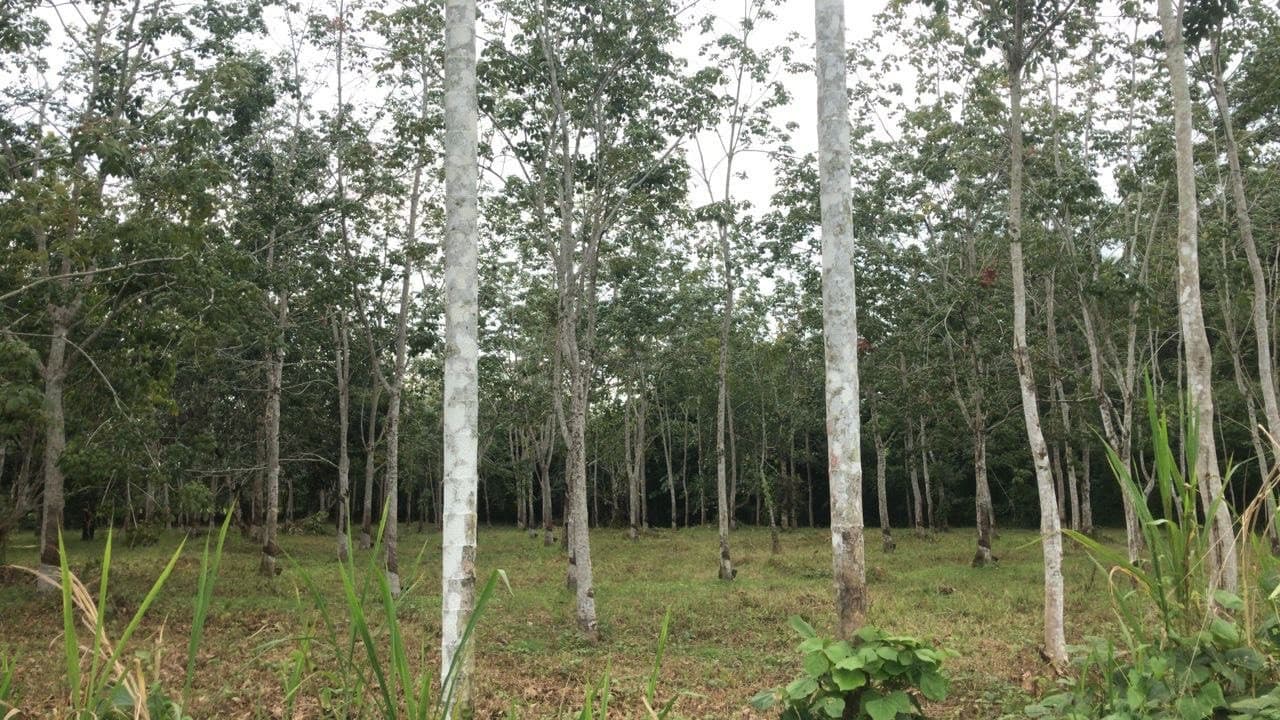 Langkawi Countryside Biking Tour - image 6