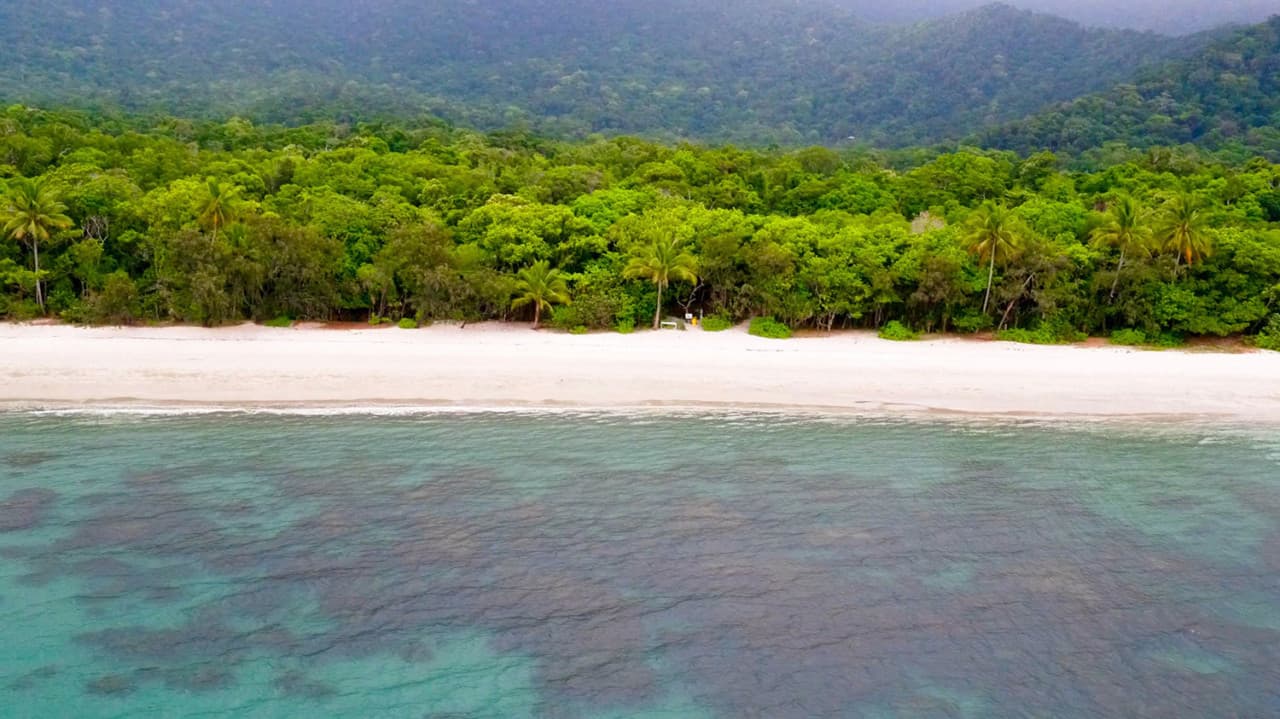 Cape Tribulation and Daintree Wilderness Full-Day Tour - imagen 10