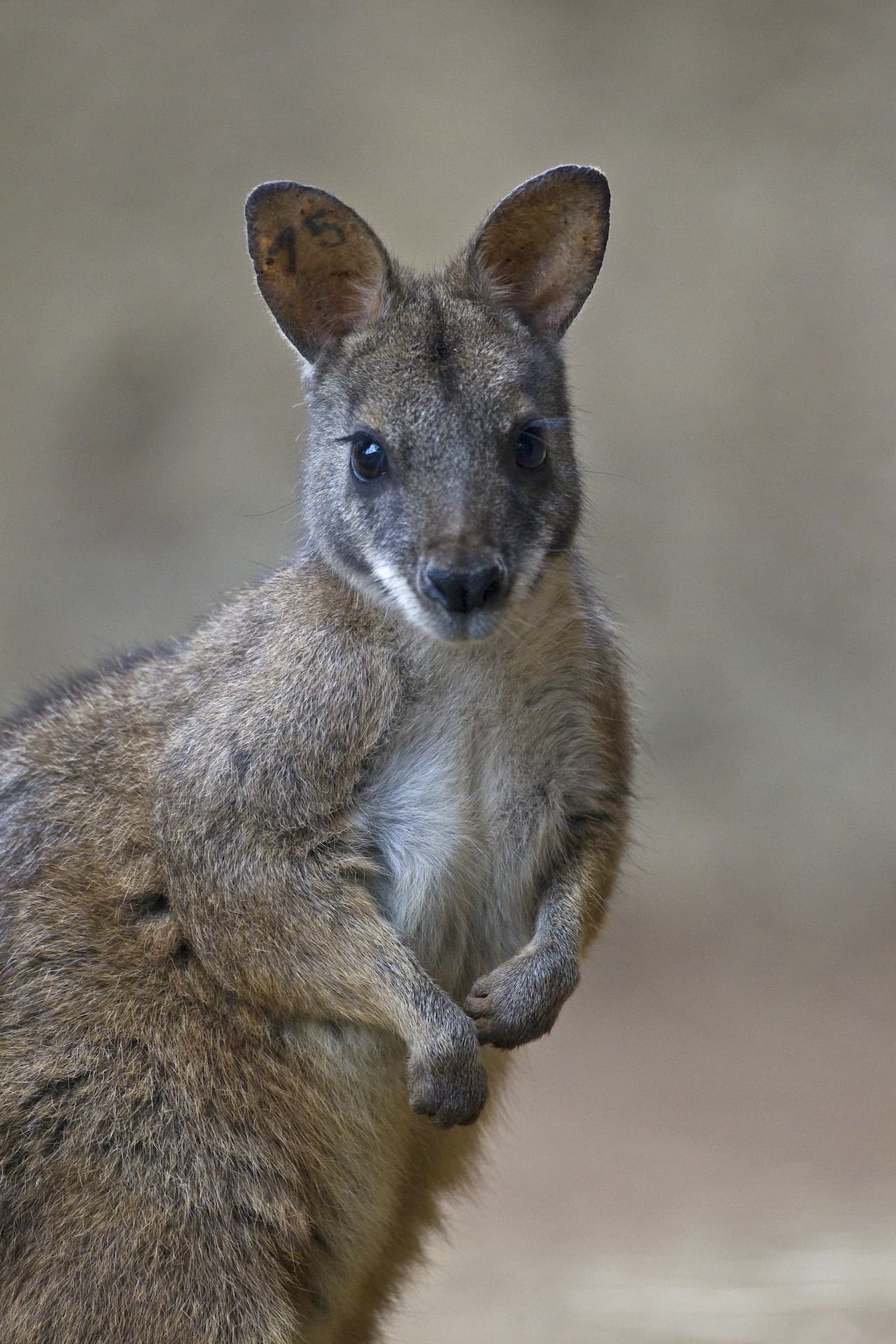 Zoológico de San Diego - imagen 6