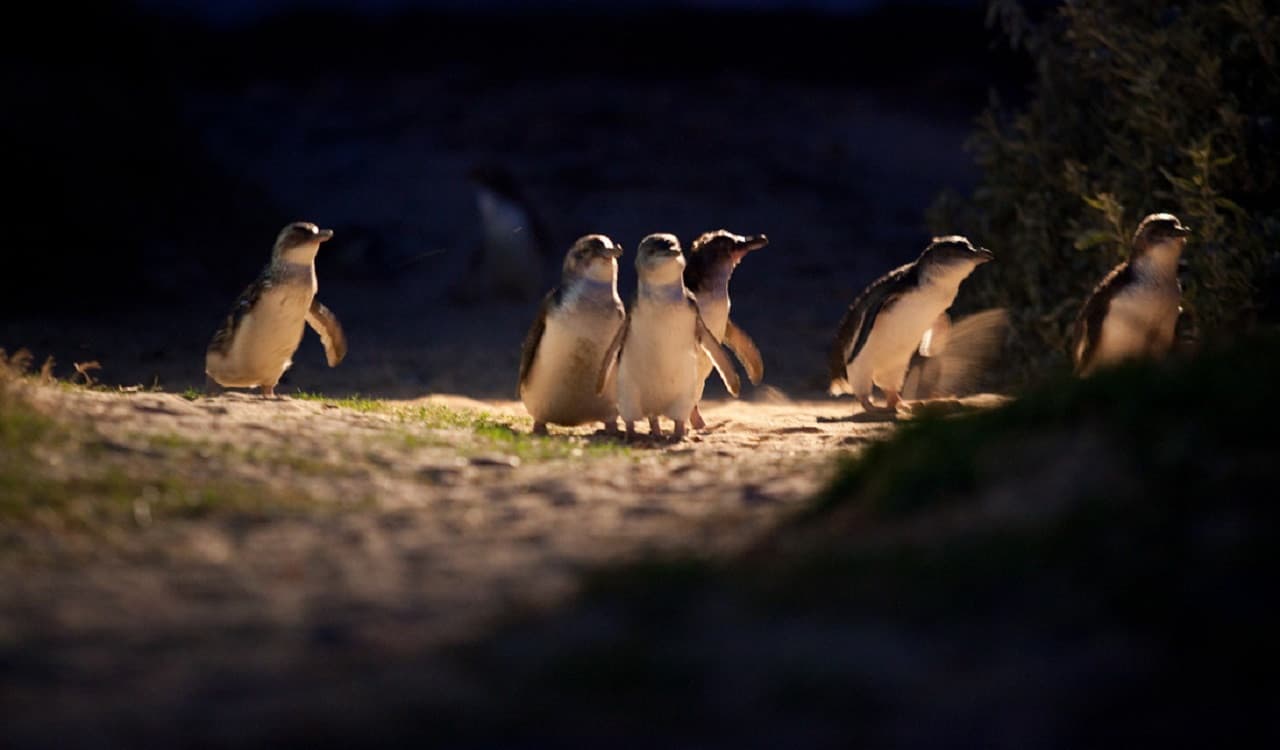 Phillip Island Nature Parks - Penguin Parade Ticket - image 7