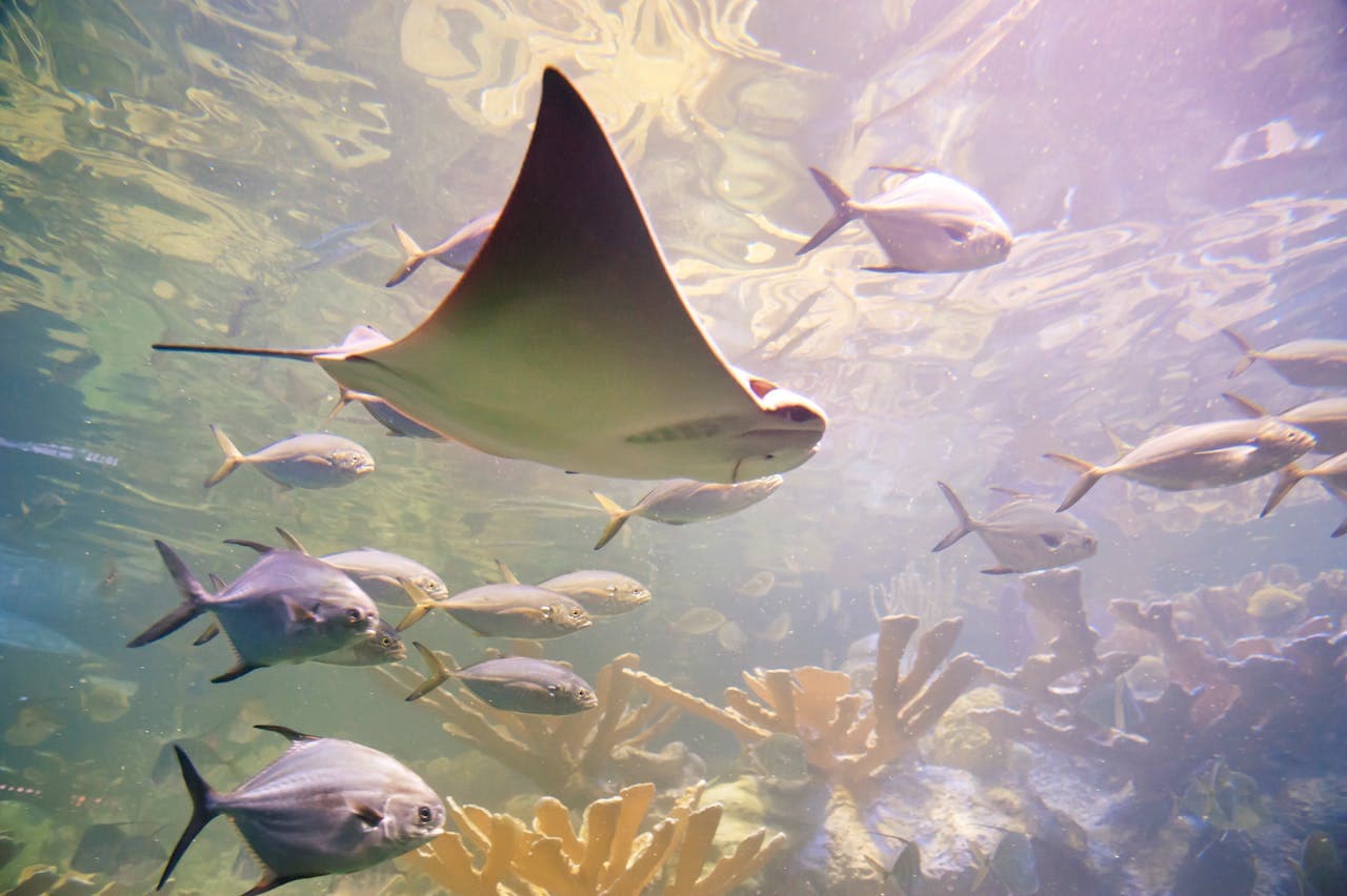 Entrada al New England Aquarium - imagen 9