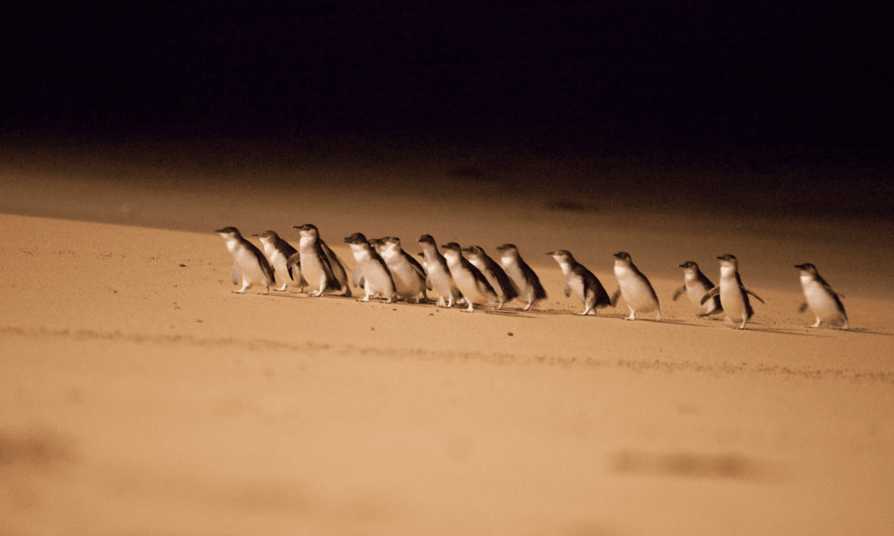 Melbourne City Discovery Tour with Penguin Parade - imagen 4