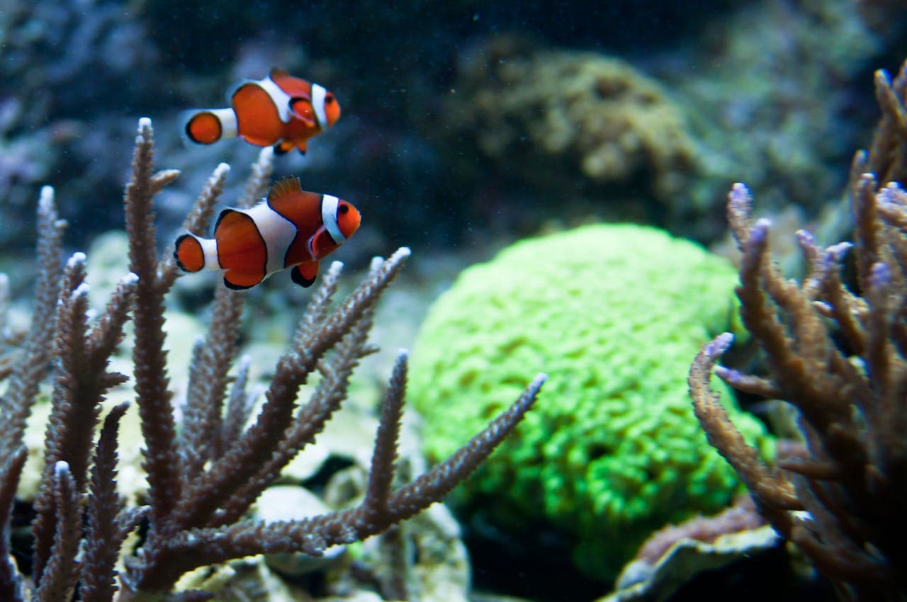 New England Aquarium Ticket - image 12