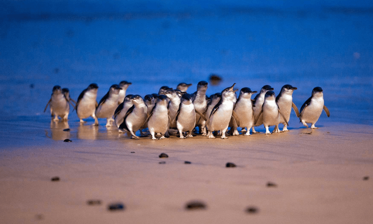 Phillip Island with Penguin Parade Eco Tour - main image