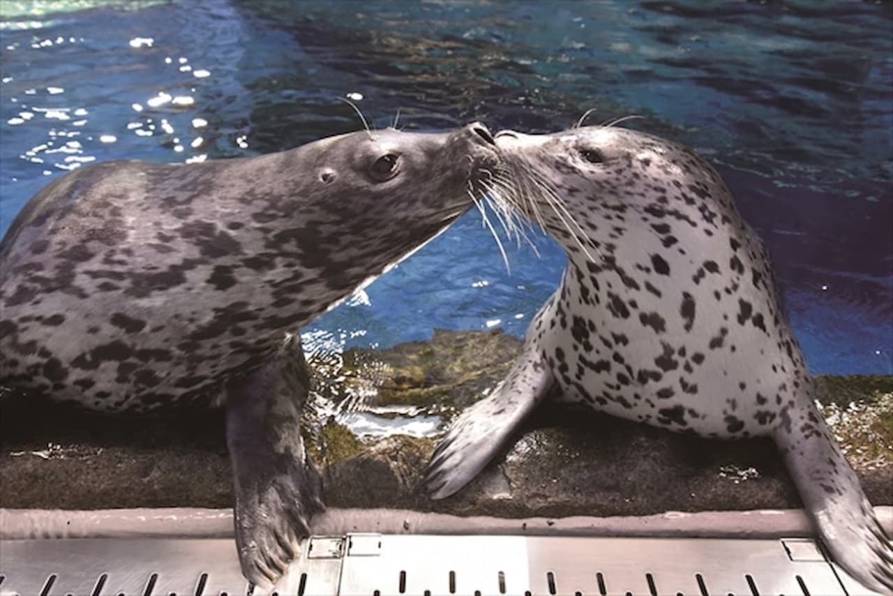 Entrada al Acuario de Enoshima - imagen 5