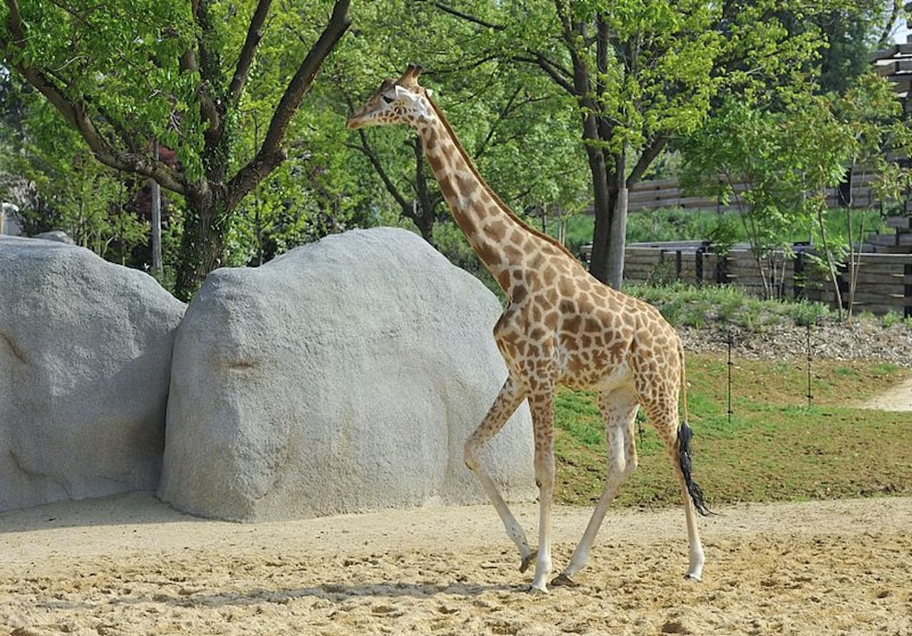 Paris Zoo (Parc Zoologique de Paris) - image 4