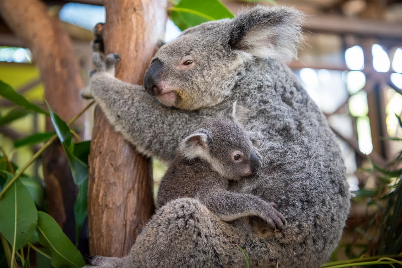 Kuranda Rainforestation Nature Park Full-Day Tour from Cairns with Skyrail Rainforest Cableway - image 10