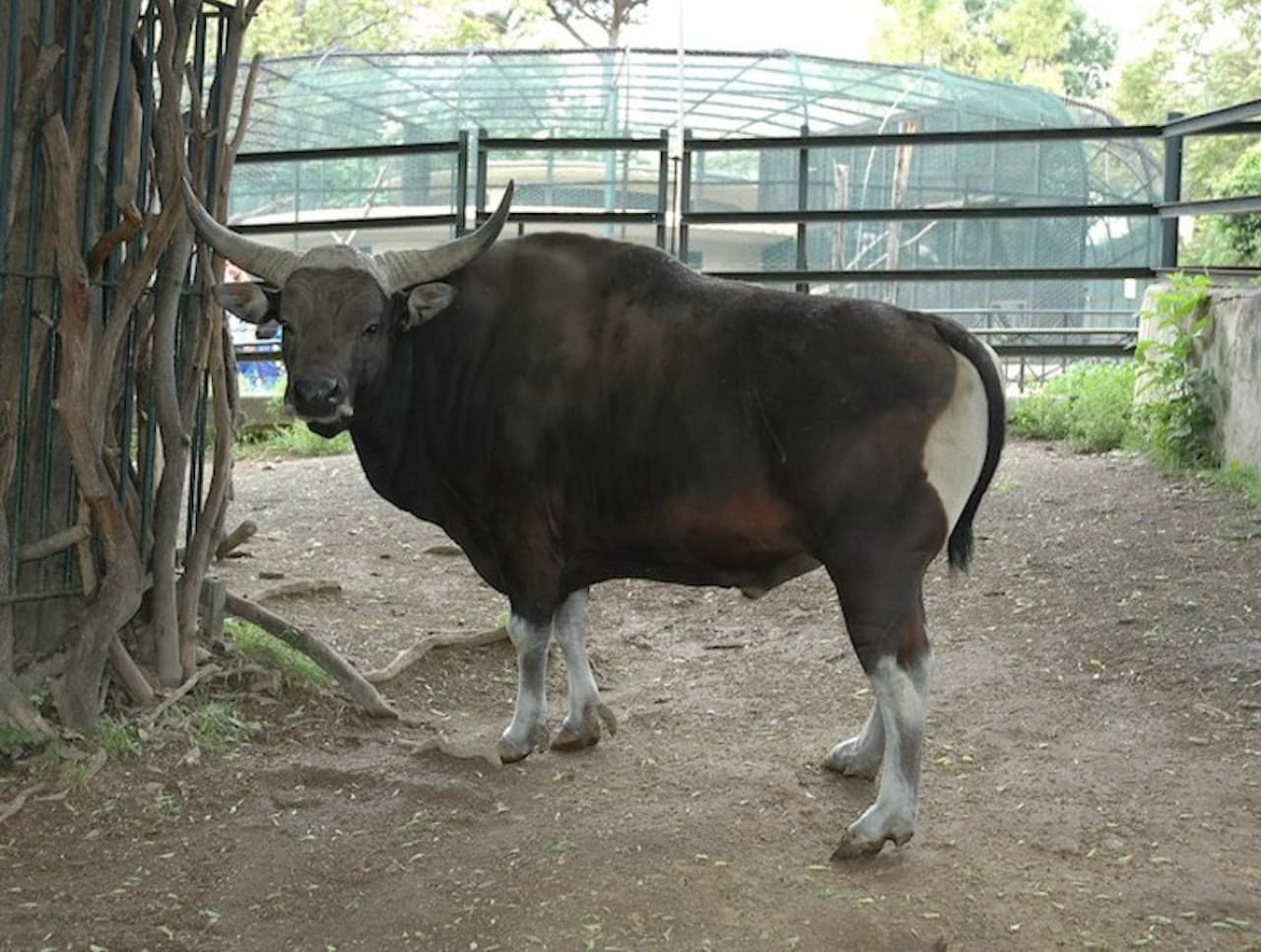 Bioparco: The Zoo of Rome - imagen 7