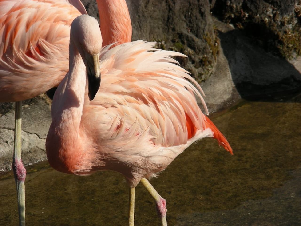 Gunma Safari Park Ticket - image 10