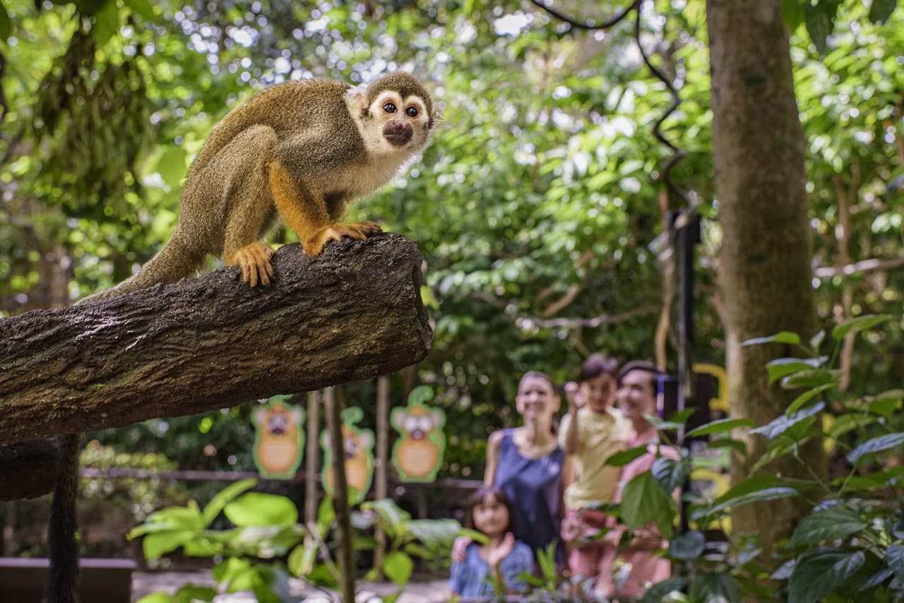 COMBO: Singapore Zoo + River Wonders Ticket - image 15