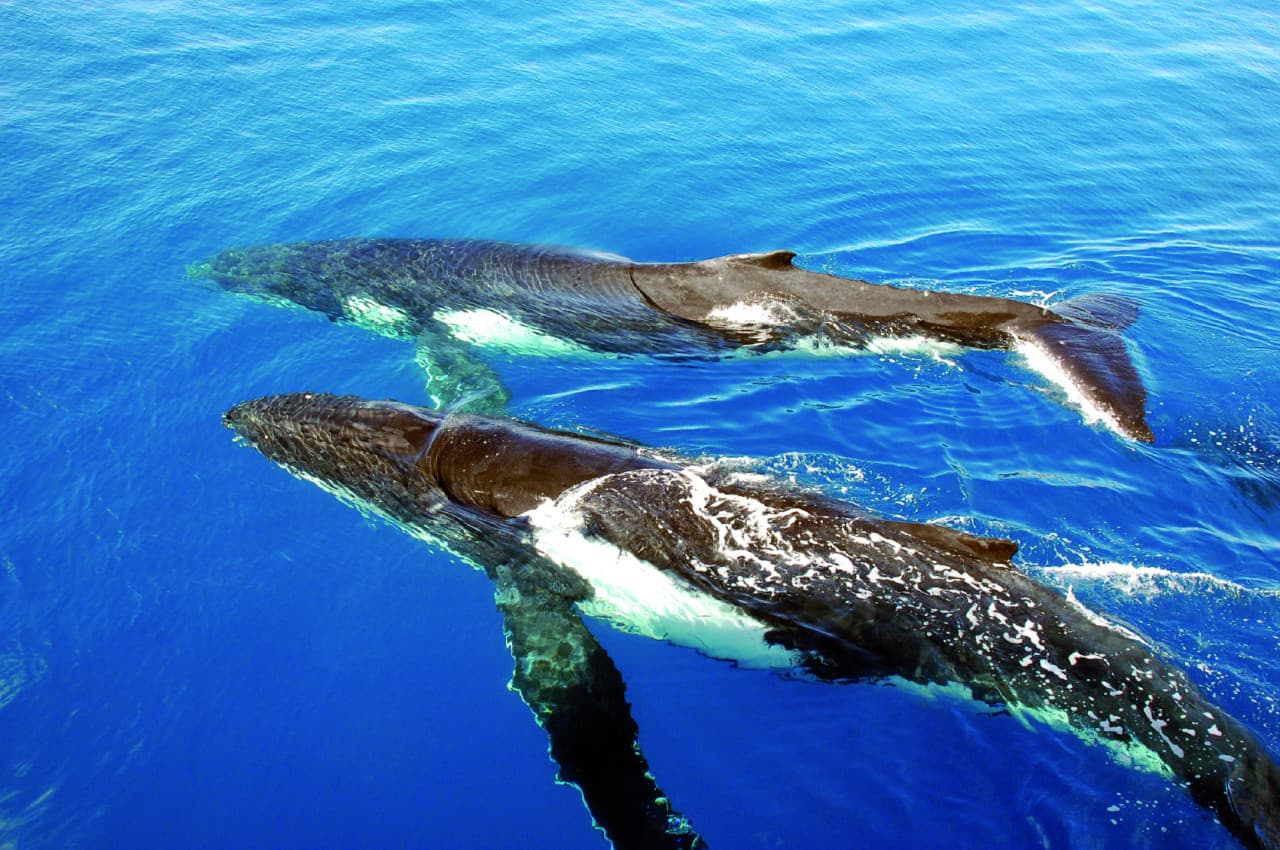 Sydney Whale Watching Cruise with Breakfast or Lunch with Sydney Princess Cruises - image 6