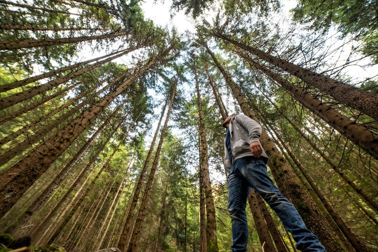 Muir Woods and Sausalito Tour from San Francisco - imagen principal