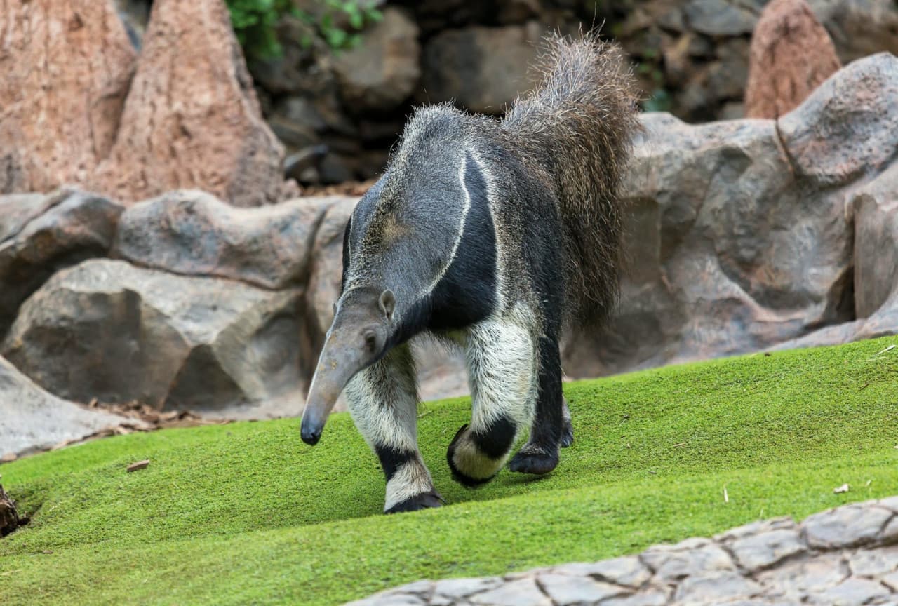 Loro Parque Ticket - image 10