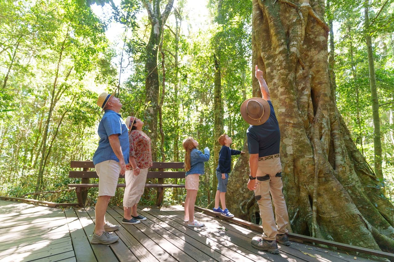 Lamington National Park Tour: O'Reilly's Rainforest Retreat and Canungra Valley Vineyard - 대표 이미지