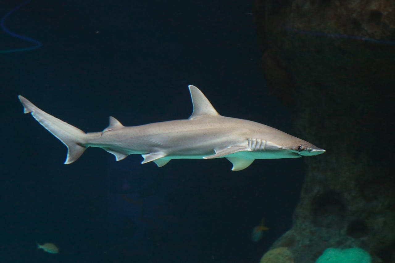 The Florida Aquarium Ticket - image 10