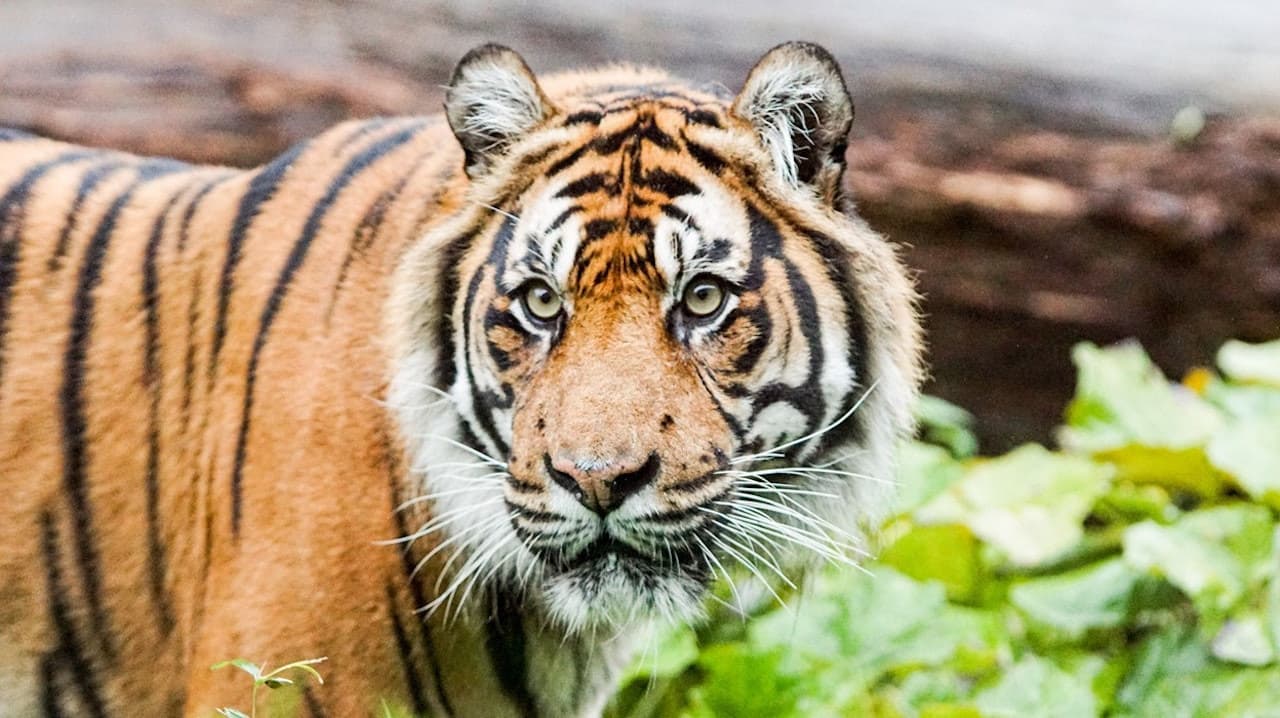 ZSL Whipsnade Zoo - image 3