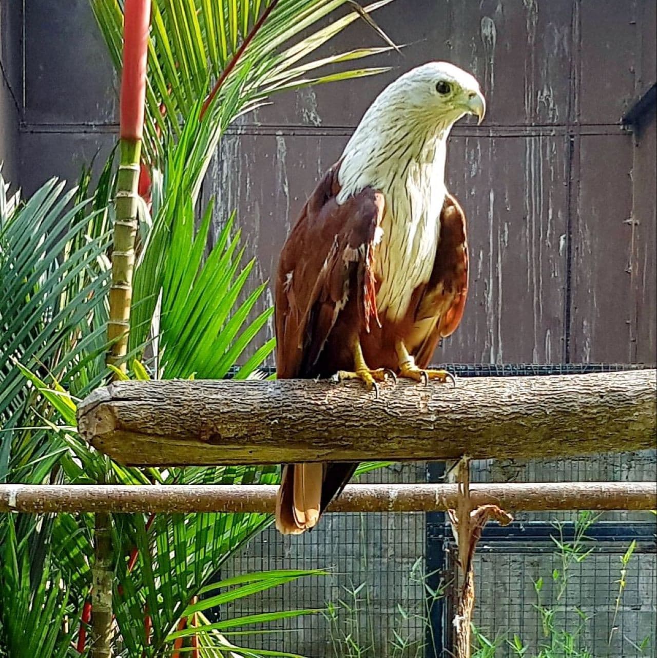 Penang Bird Park - image 9