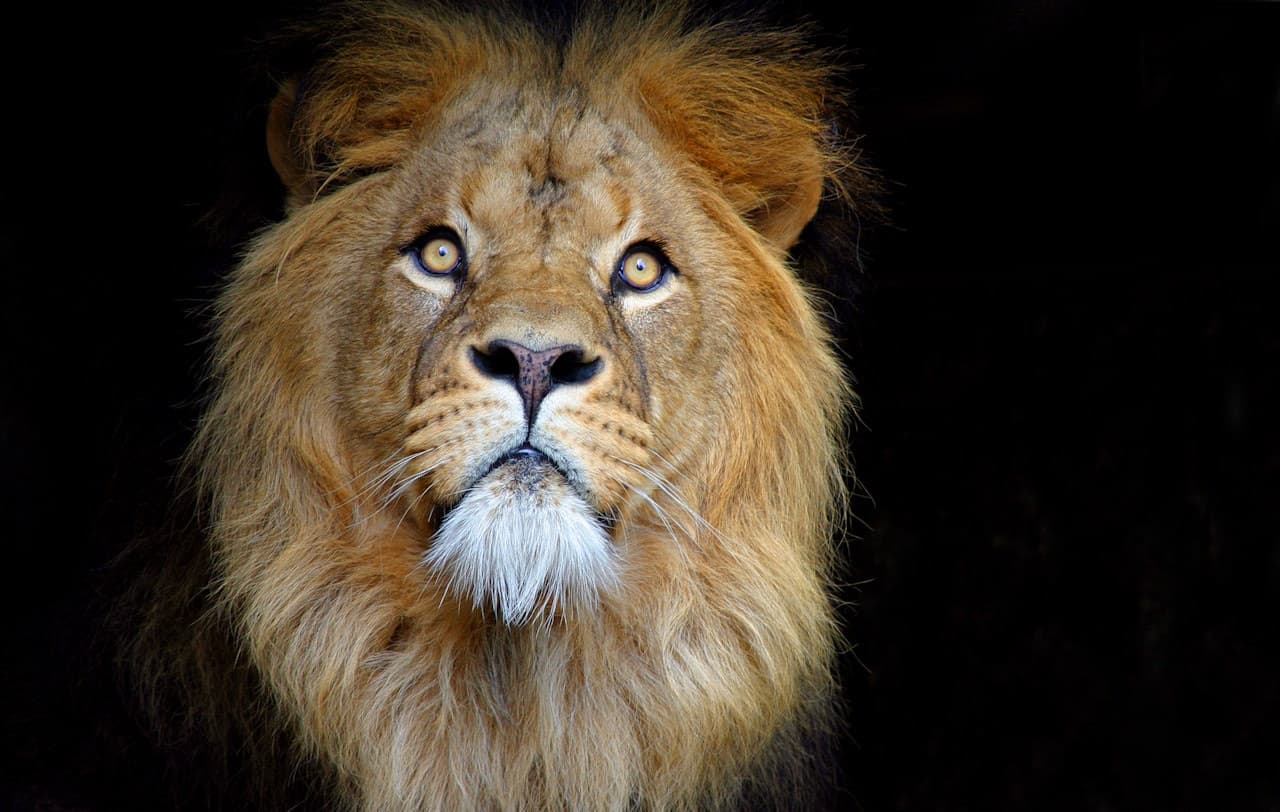 아티스 로열 동물원 - 대표 이미지