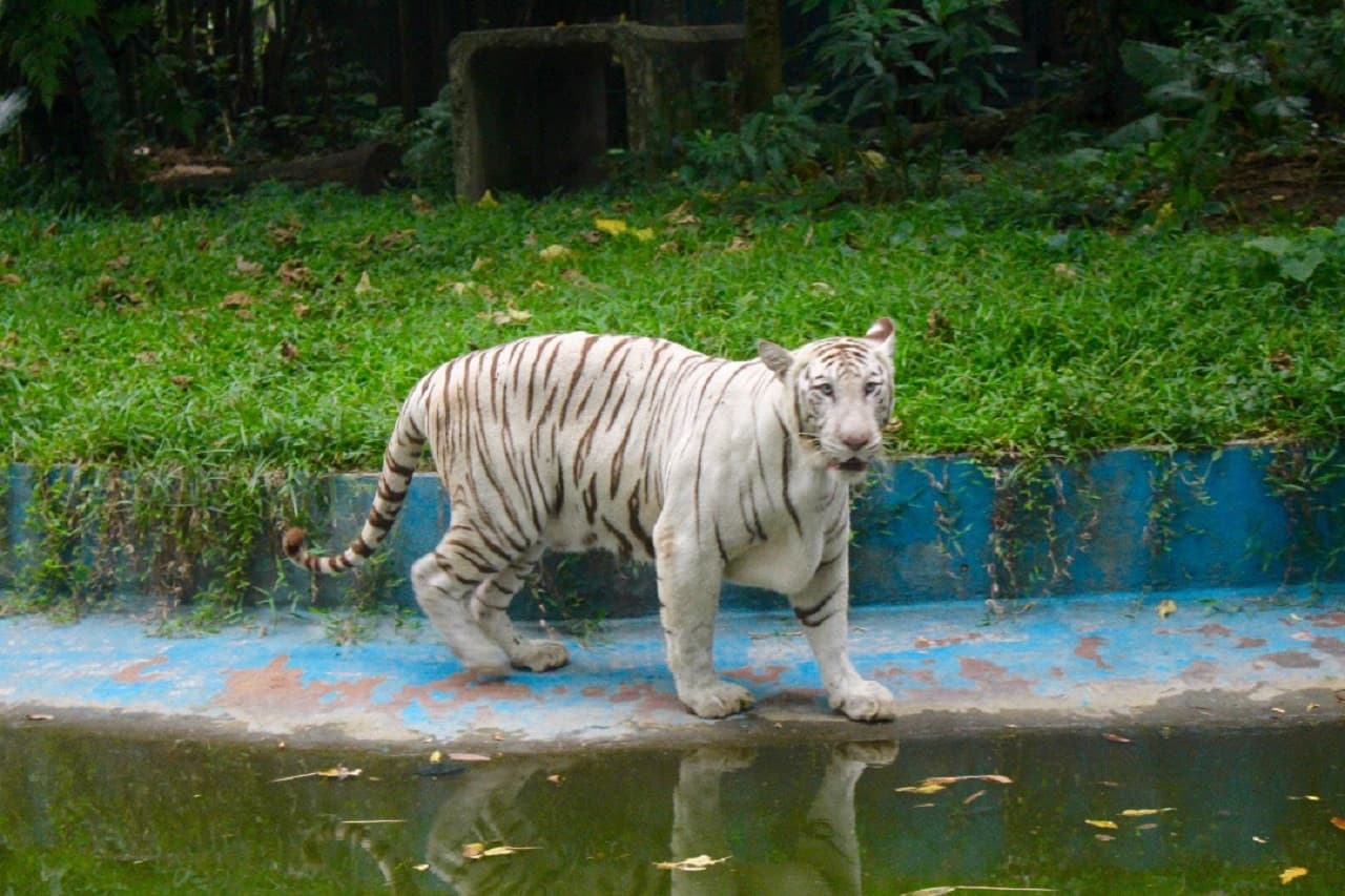 Entrada para Zoo Negara Malaysia y el Centro de Conservación del Panda - imagen 4
