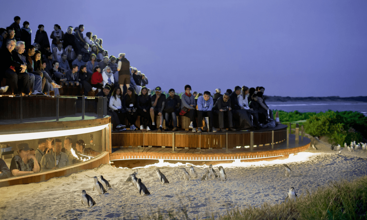 Phillip Island with Penguin Parade Eco Tour - imagen 32