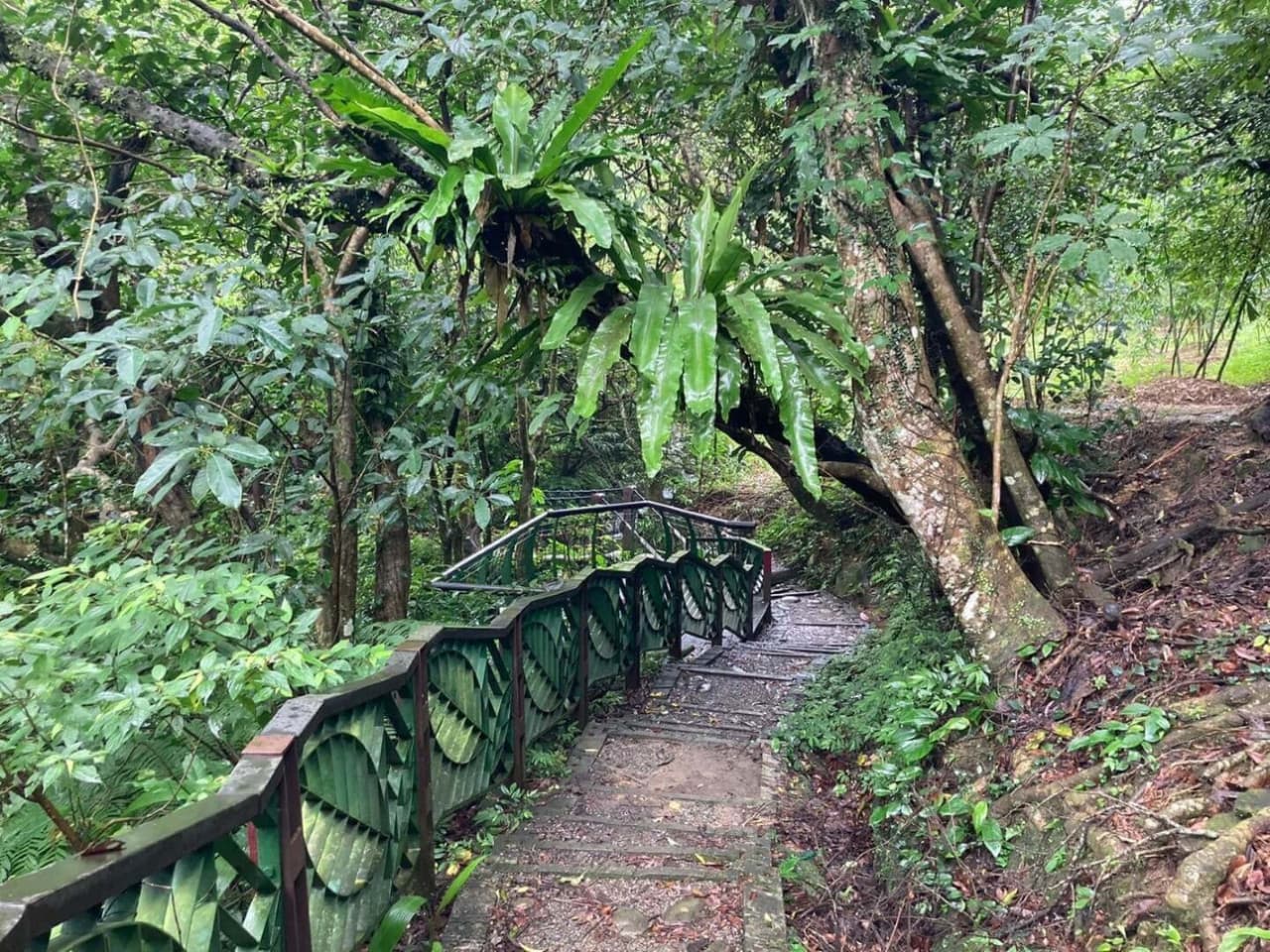 Pinglin Tea Culture and Maokong Full-Day Tour from Taipei - imagen 13