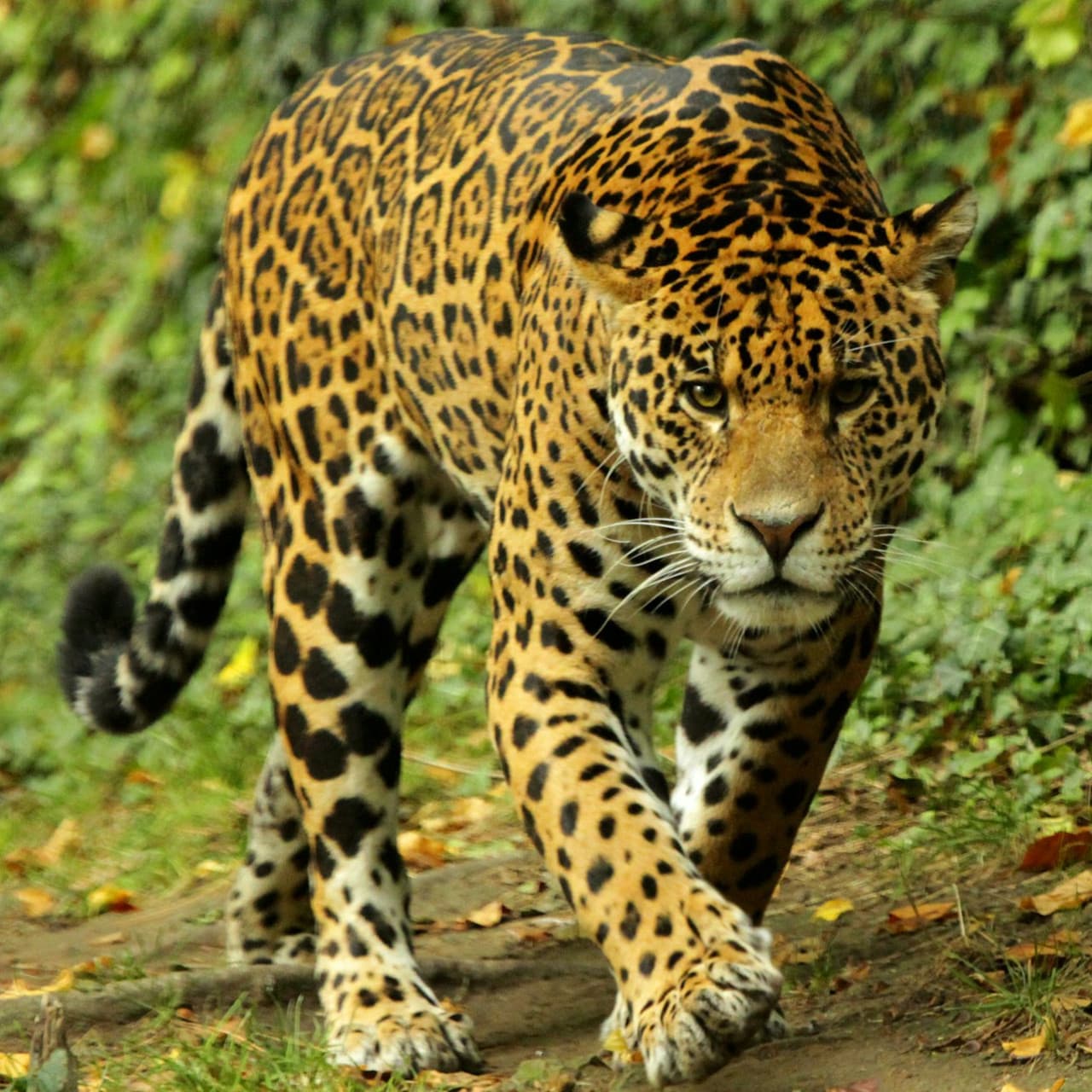 ZooParc de Beauval Ticket - image 5
