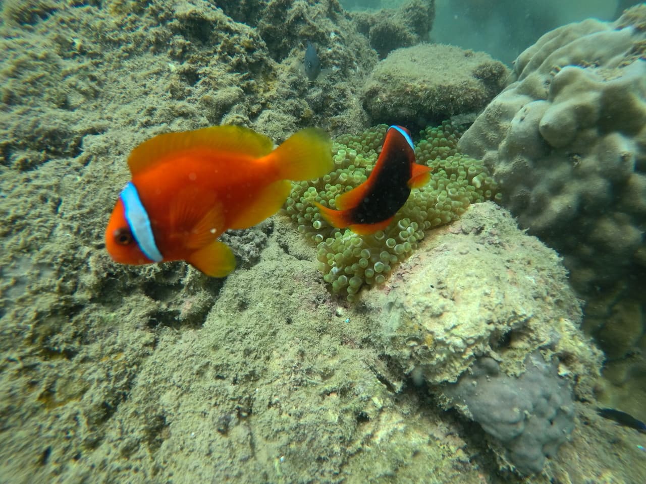 Cham Islands Underwater Walking and Snorkelling Half-Day Tour from Da Nang - image 6