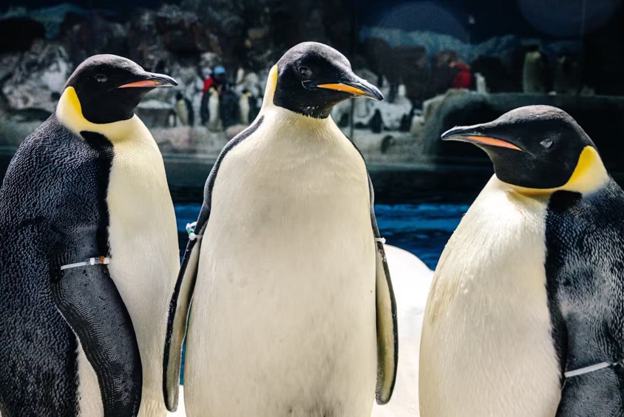 SeaWorld San Diego Ticket: Direct Entry - image 21