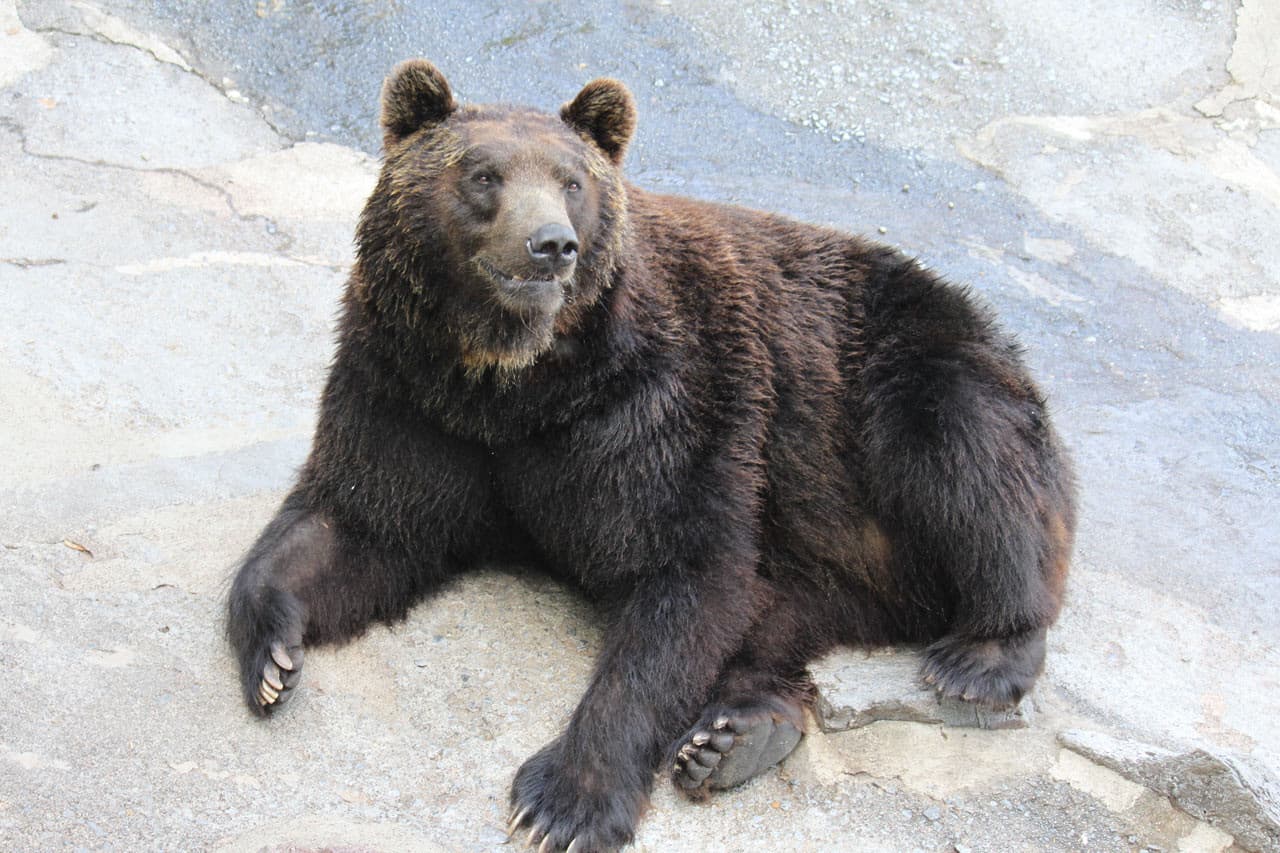 Hokkaido Noboribetsu Bear Park Ticket - image 4