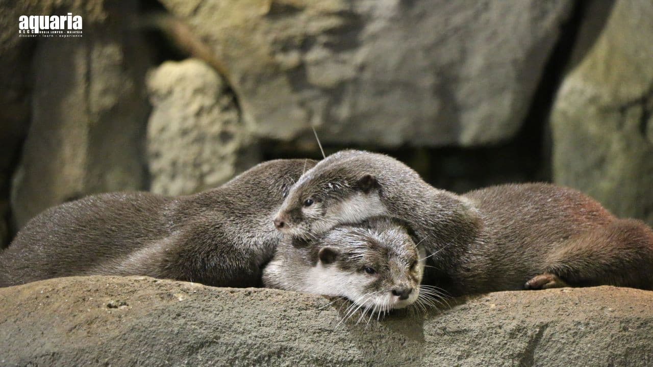  아쿠아리아 KLCC - 이미지 7