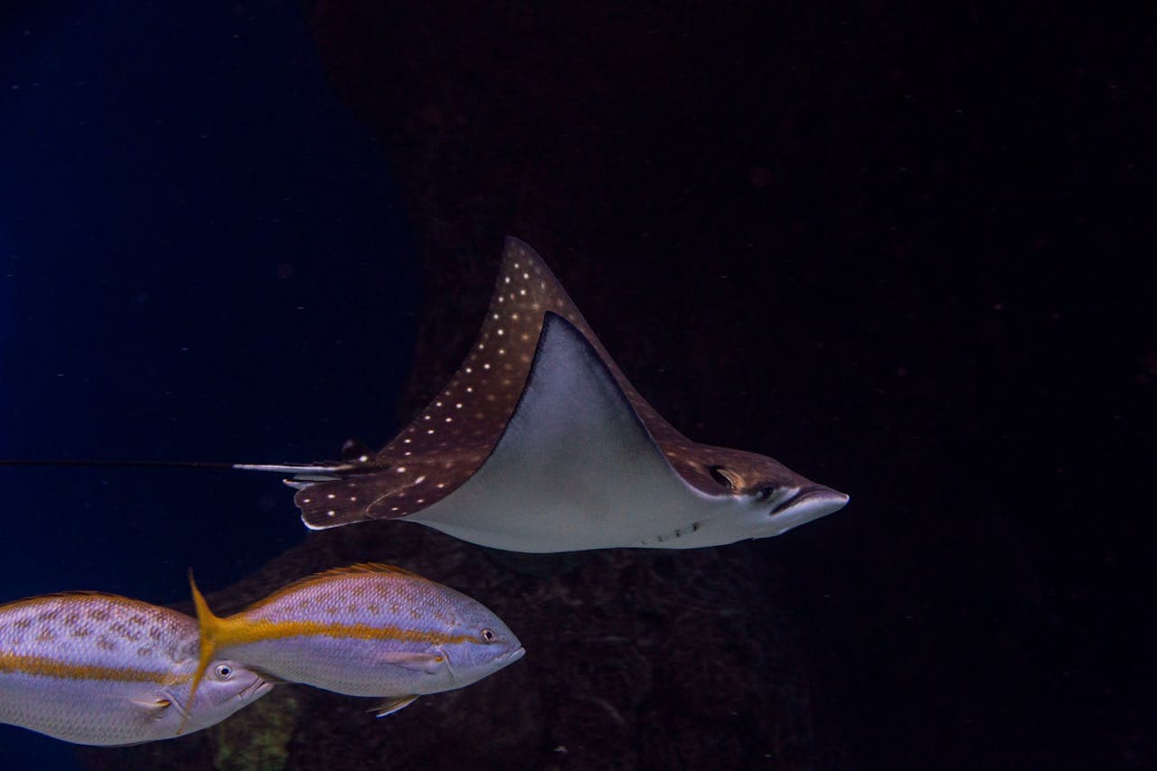 The Florida Aquarium Ticket - image 8