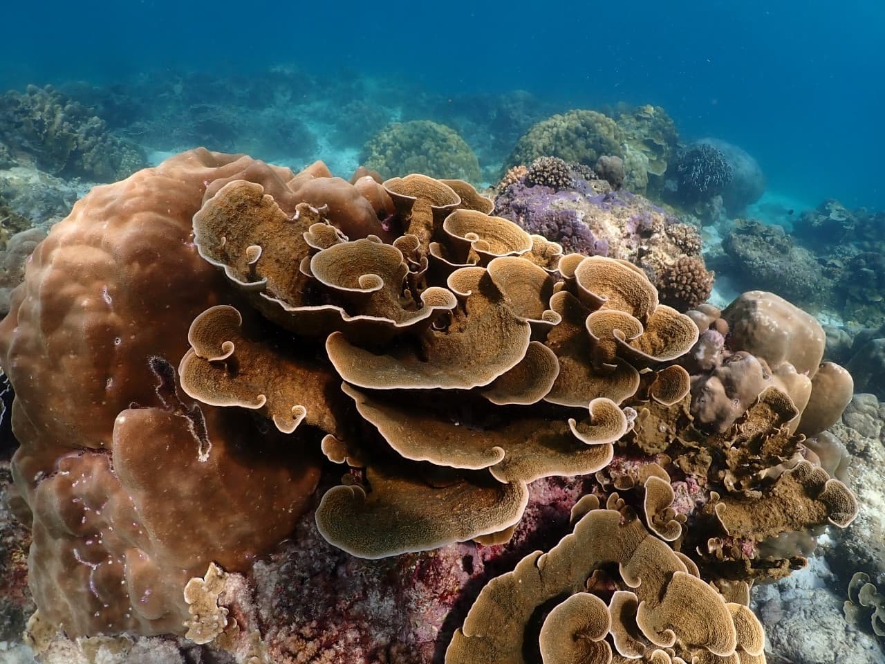 Raya Noi, Raya Yai, and Maiton Island Snorkelling Tour from Phuket - image 13