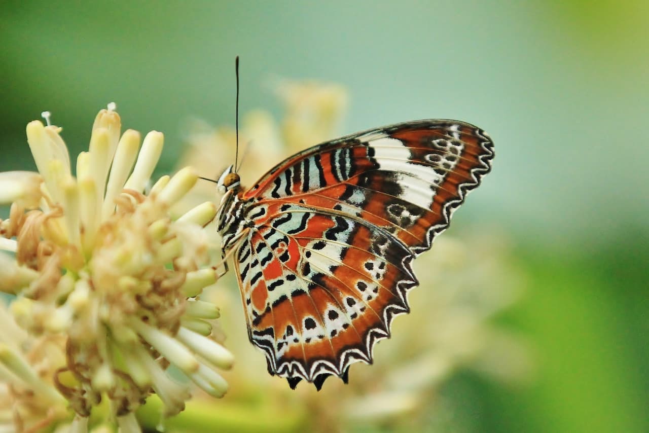Full-Day Kuranda Tour with Skyrail Cableway, Scenic Railway, Rainforestation and Butterfly Sanctuary - image 14
