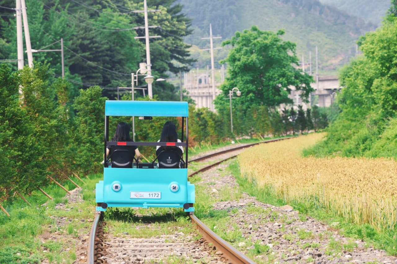 Alpaca World, Nami Island, and Garden of Morning Calm Tour from Seoul - image 4