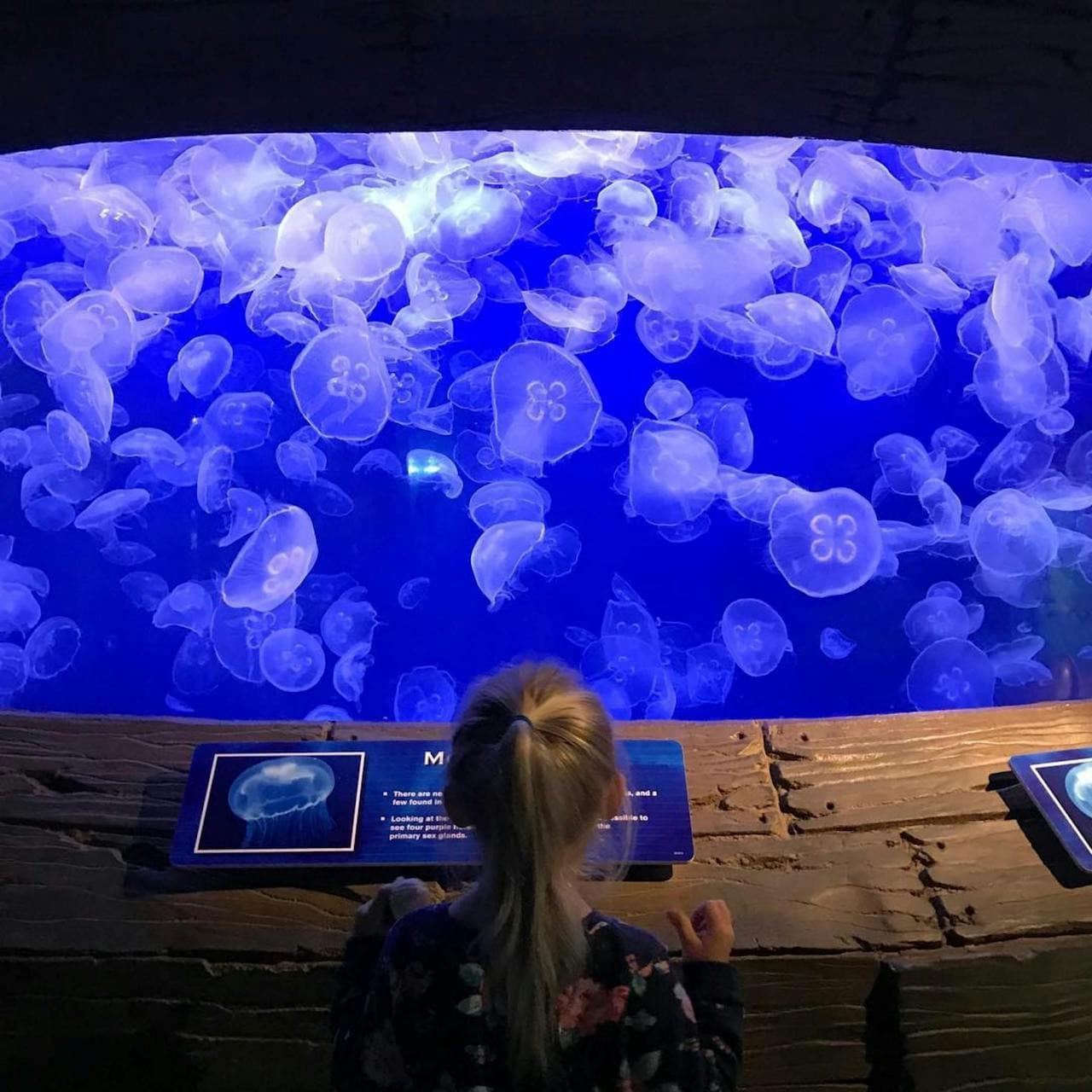 Entrada para Downtown Aquarium Houston - imagen 5