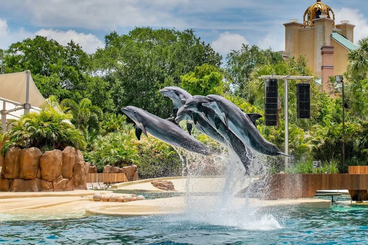 SeaWorld Orlando Ticket: Direct Entry + Optional All-Day Dining Deal + Multi-Park Discount Ticket - image 6