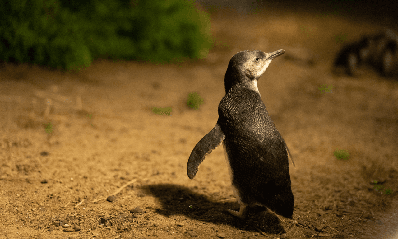 Phillip Island with Penguin Parade Eco Tour - imagen 27