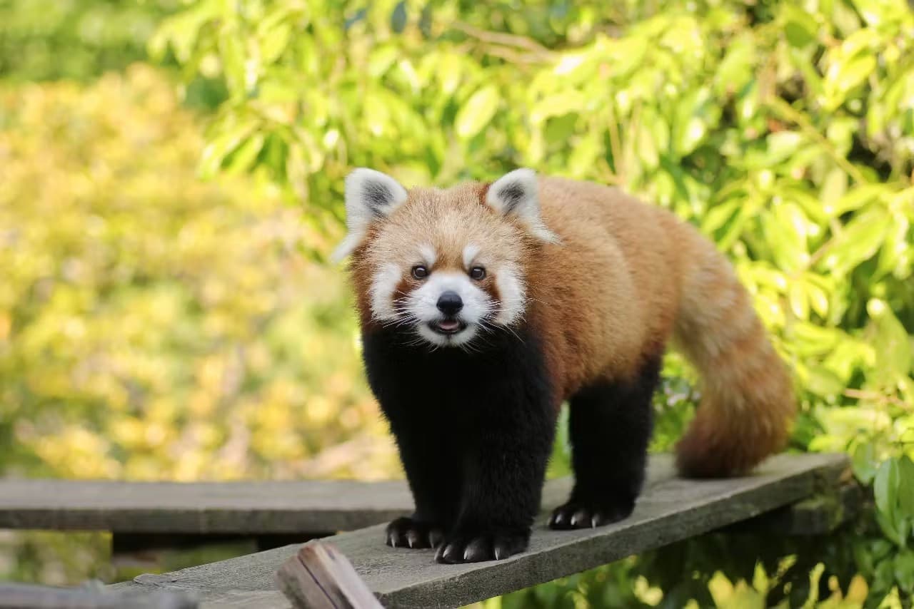 Ishikawa Zoo Ticket - image 3